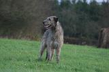 IRISH WOLFHOUND 299